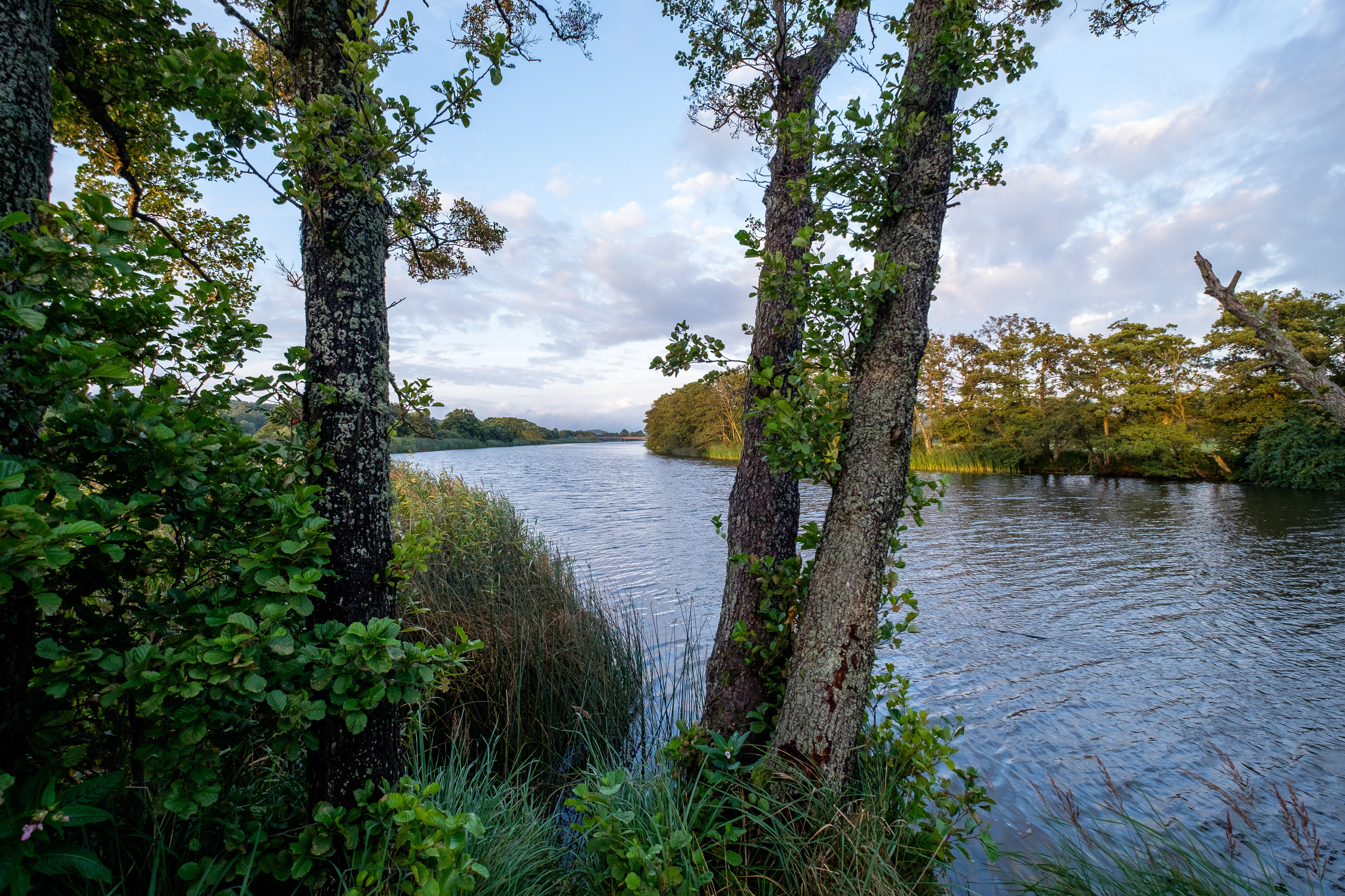 Ett vattendrag omgiven av träd och gräs