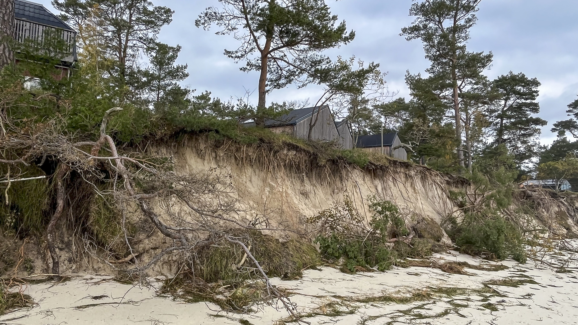 En strand som har ett mycket stort träd på sig.