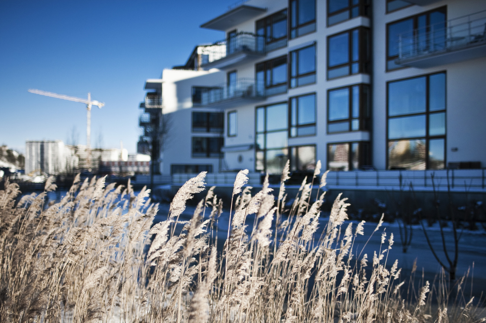 Högt gräs framför en byggnad med en lyftkran i bakgrunden