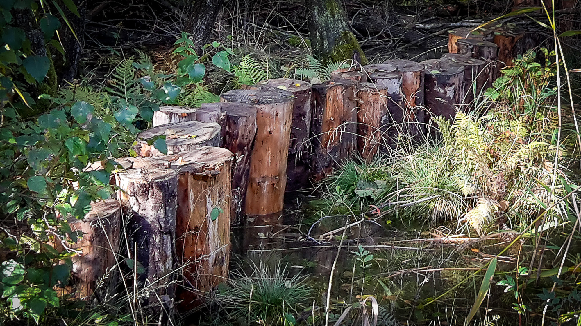 En träbro av timmerstockar i en skog.