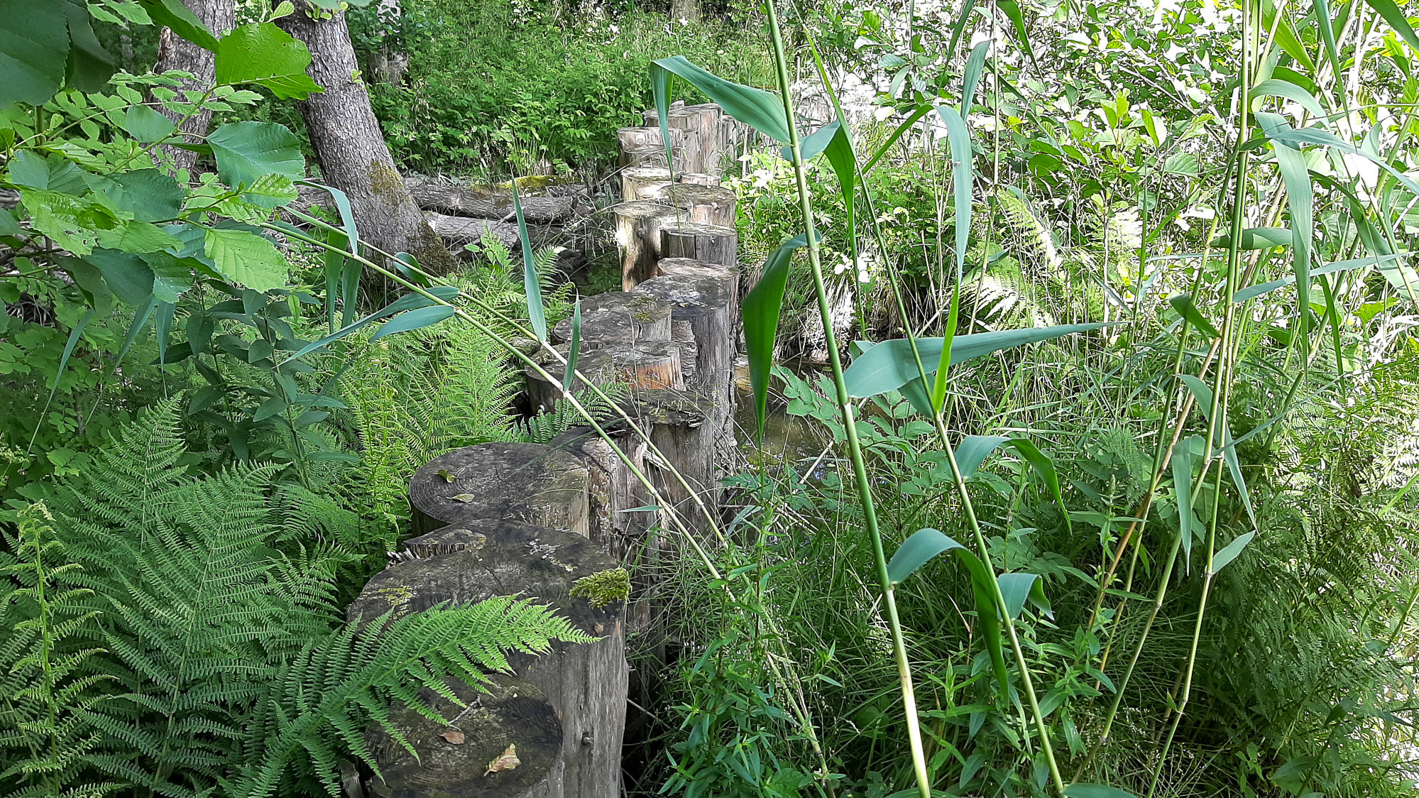 En träkonstruktion mitt i en grönskande skog.