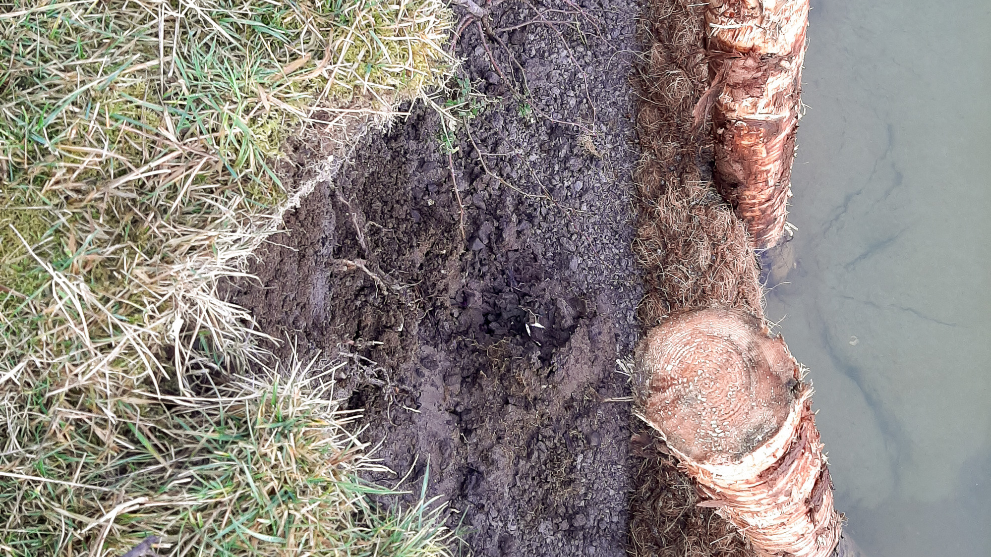 Ett träd som står intill ett vattendrag.