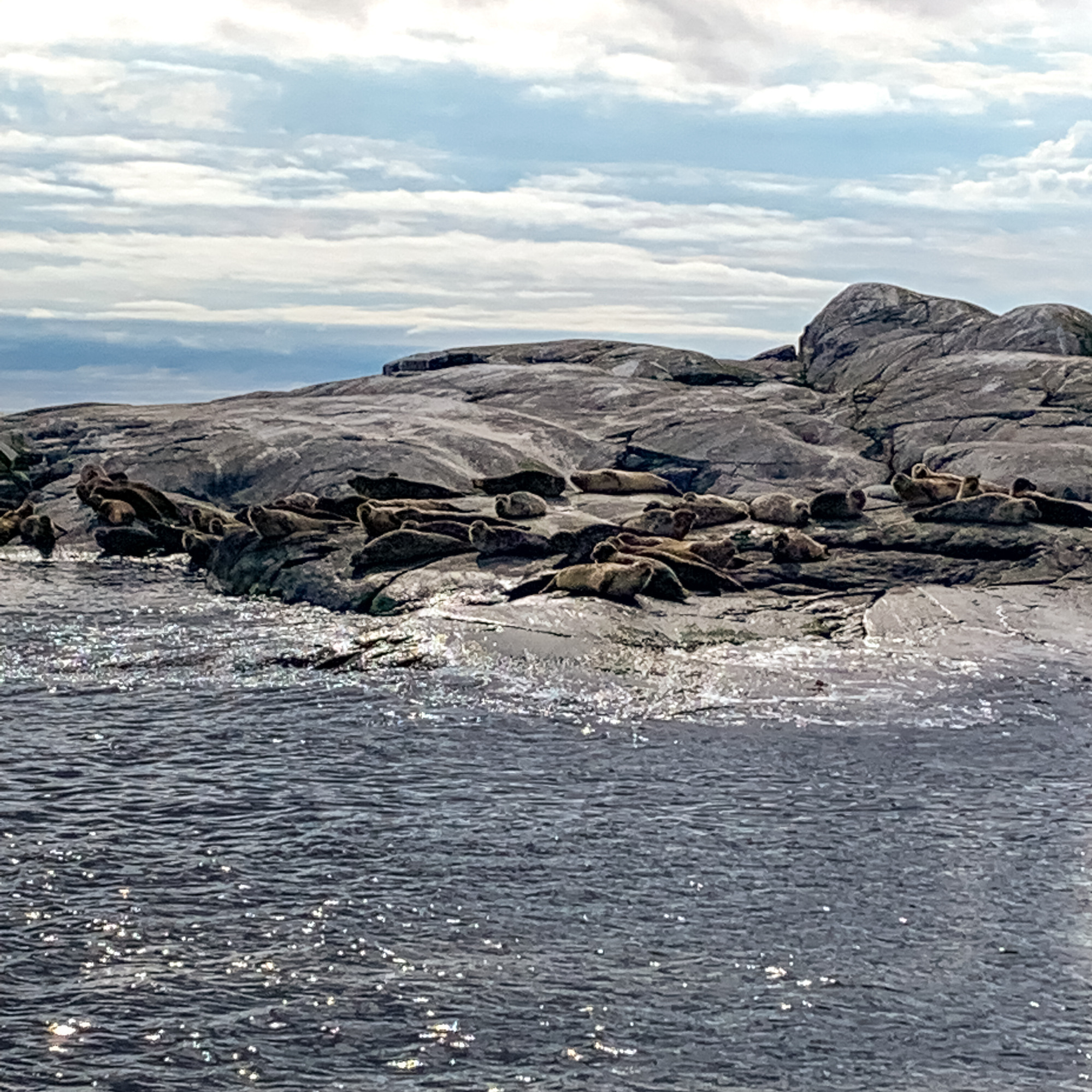 Sälar på klippor