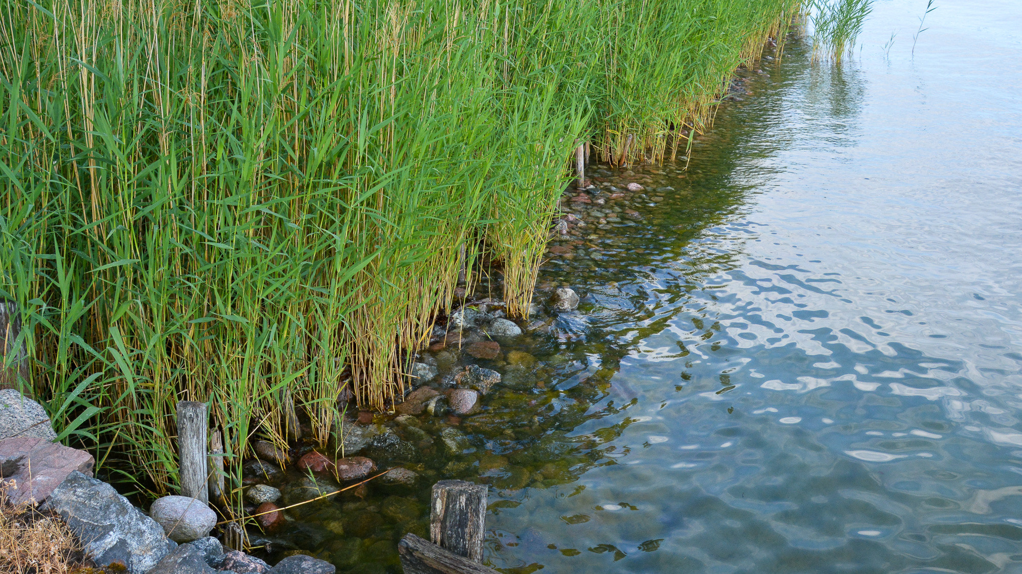 Ett vattendrag omgiven av högt gräs.