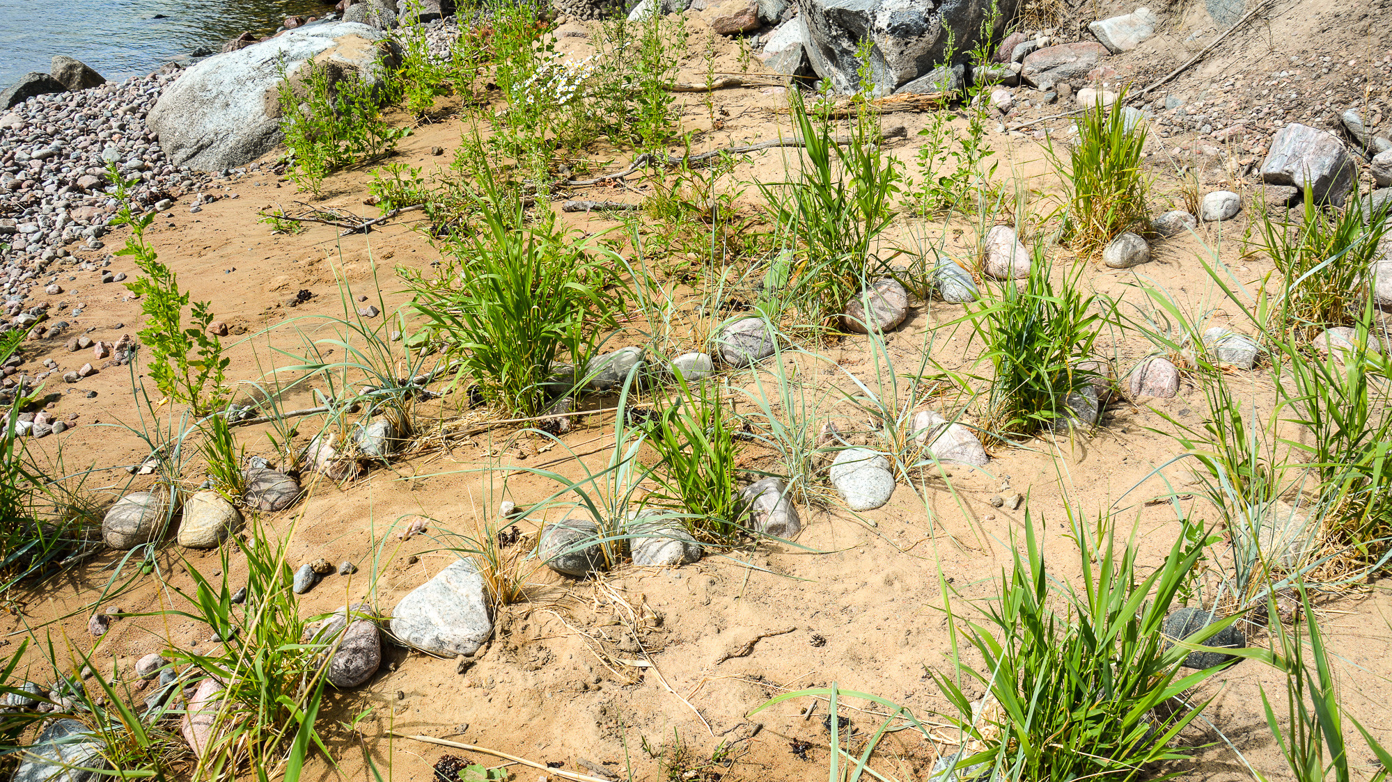 En klippig strand med gräs och stenar på den.