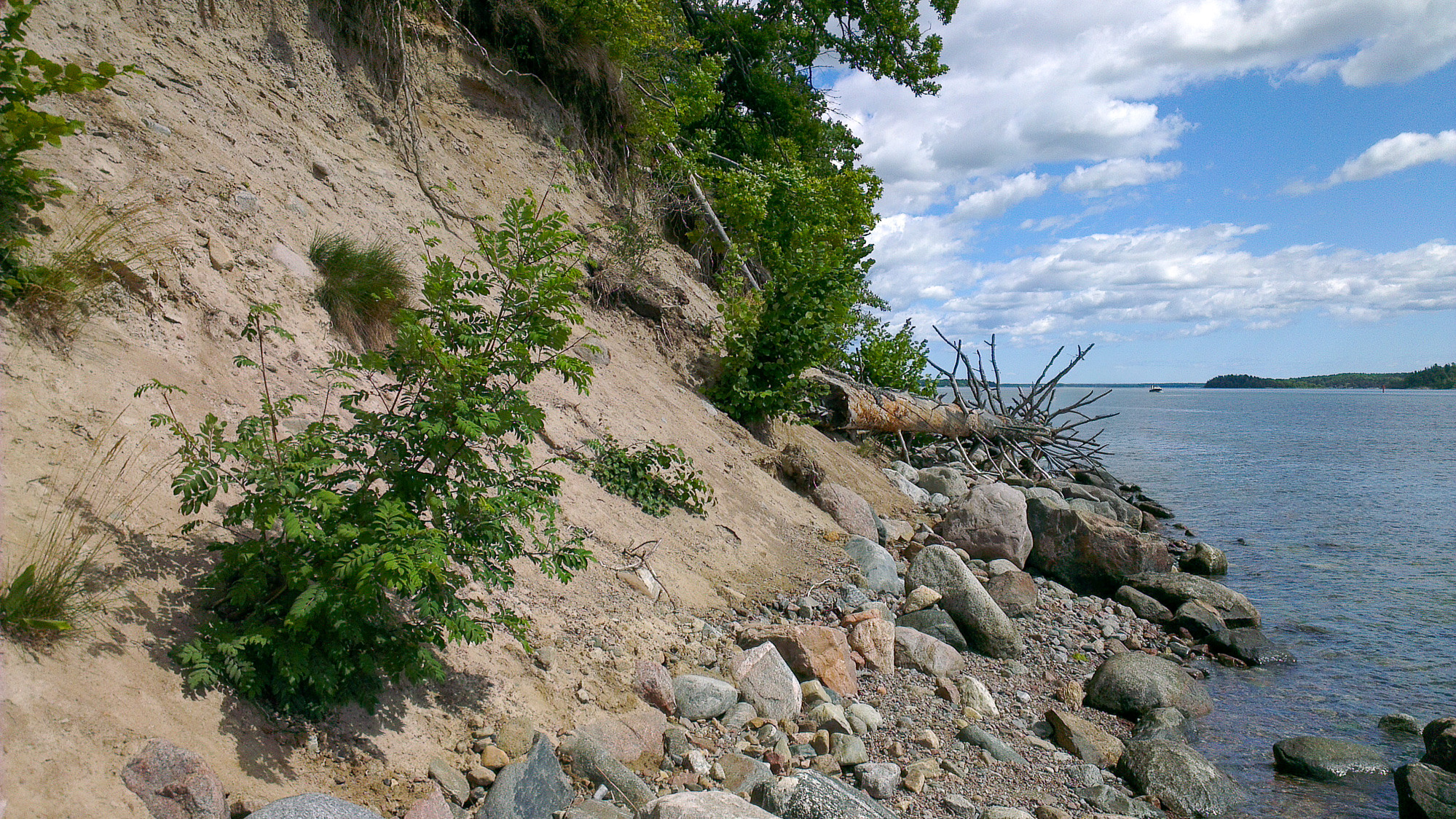 En klippig strand med ett träd som växer på den.