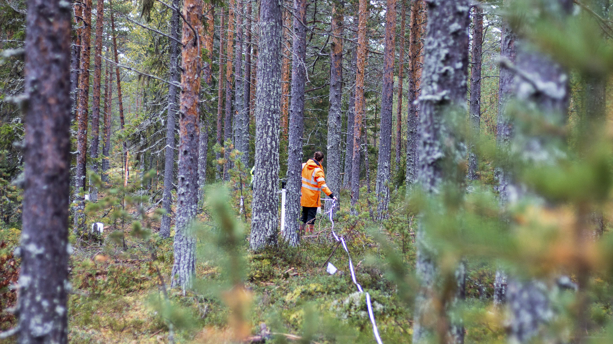 Mäter i skogen.