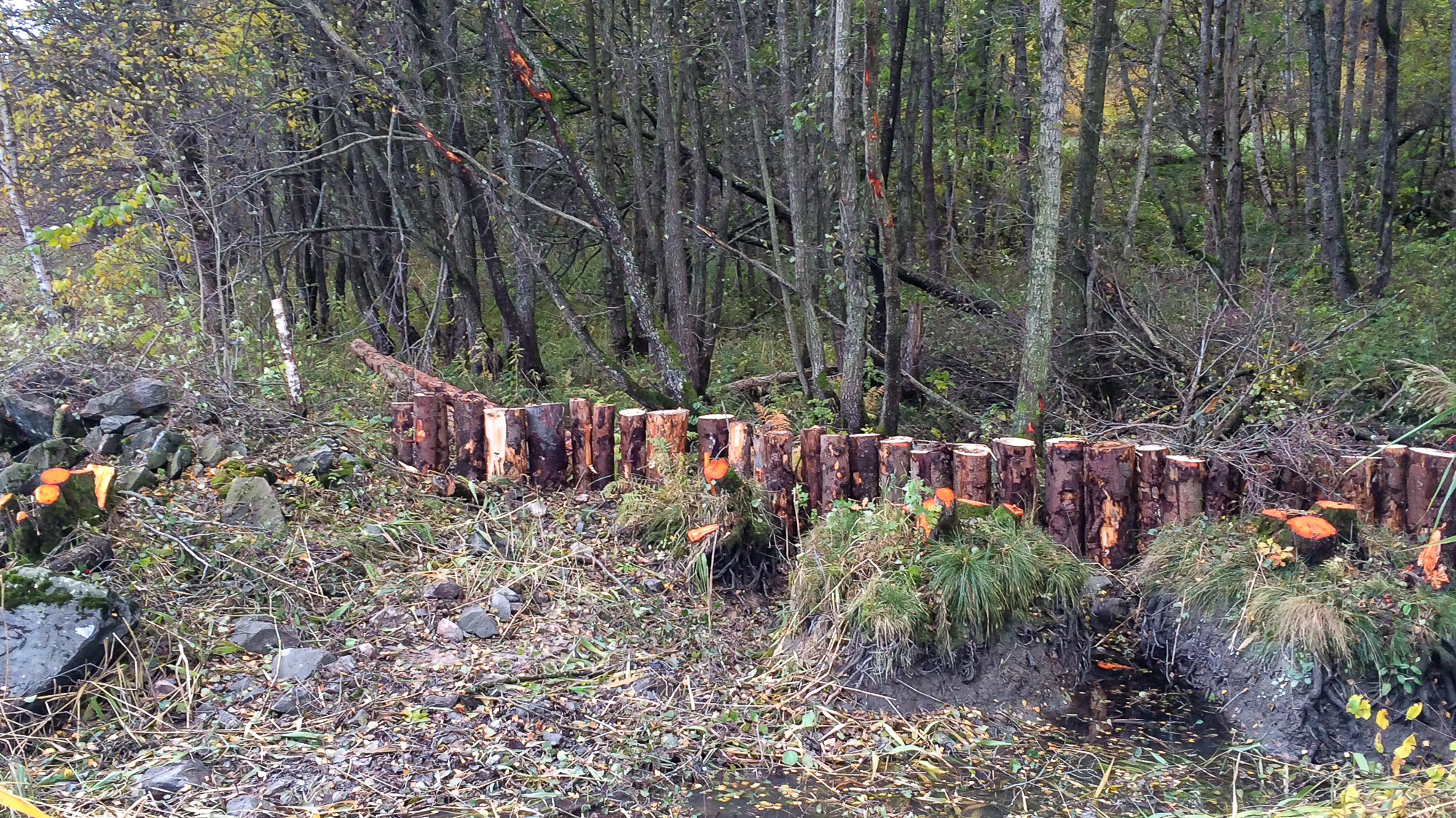 En massa träd som står i skogen.