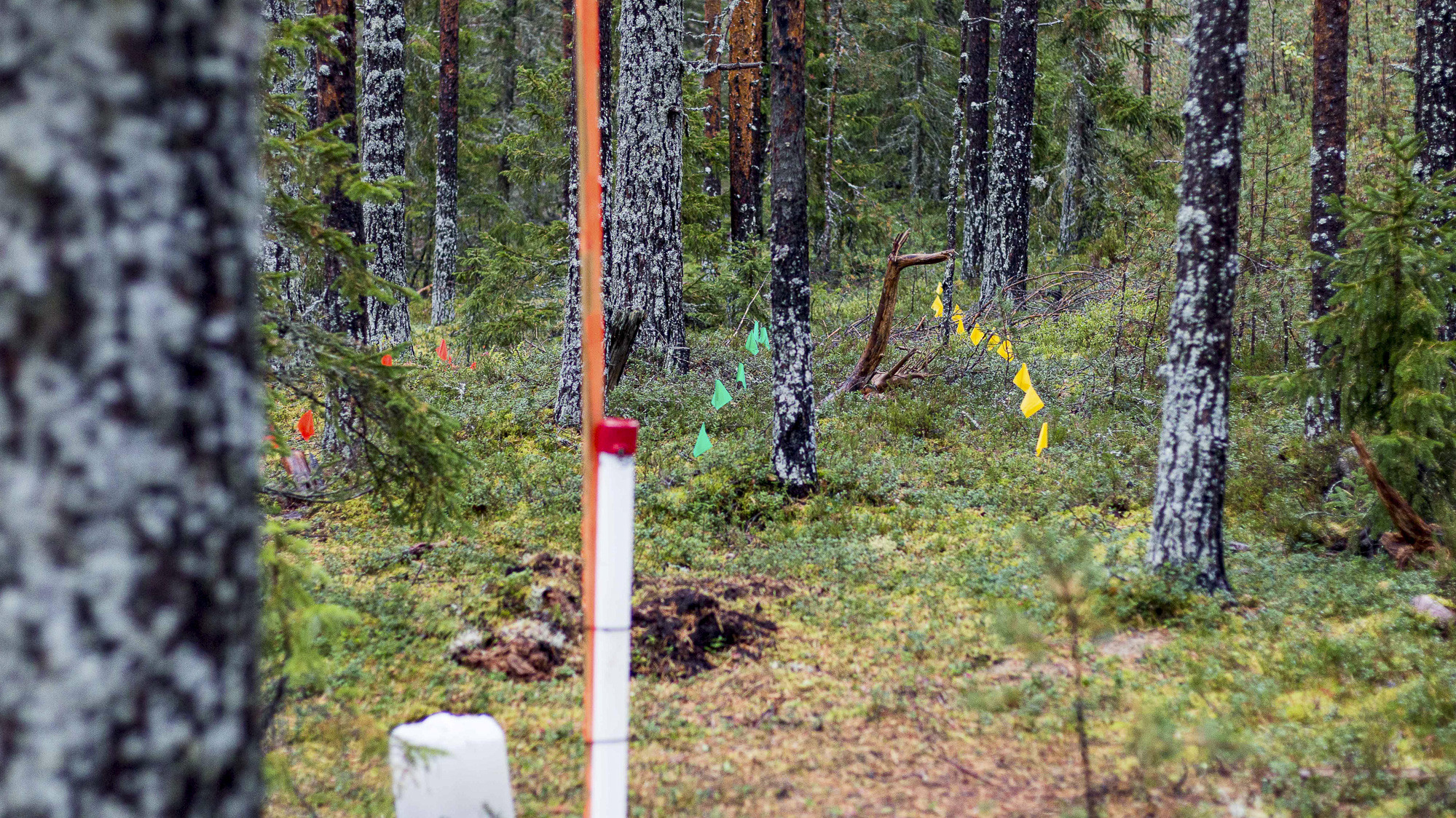 Flaggpunkter i skogen.