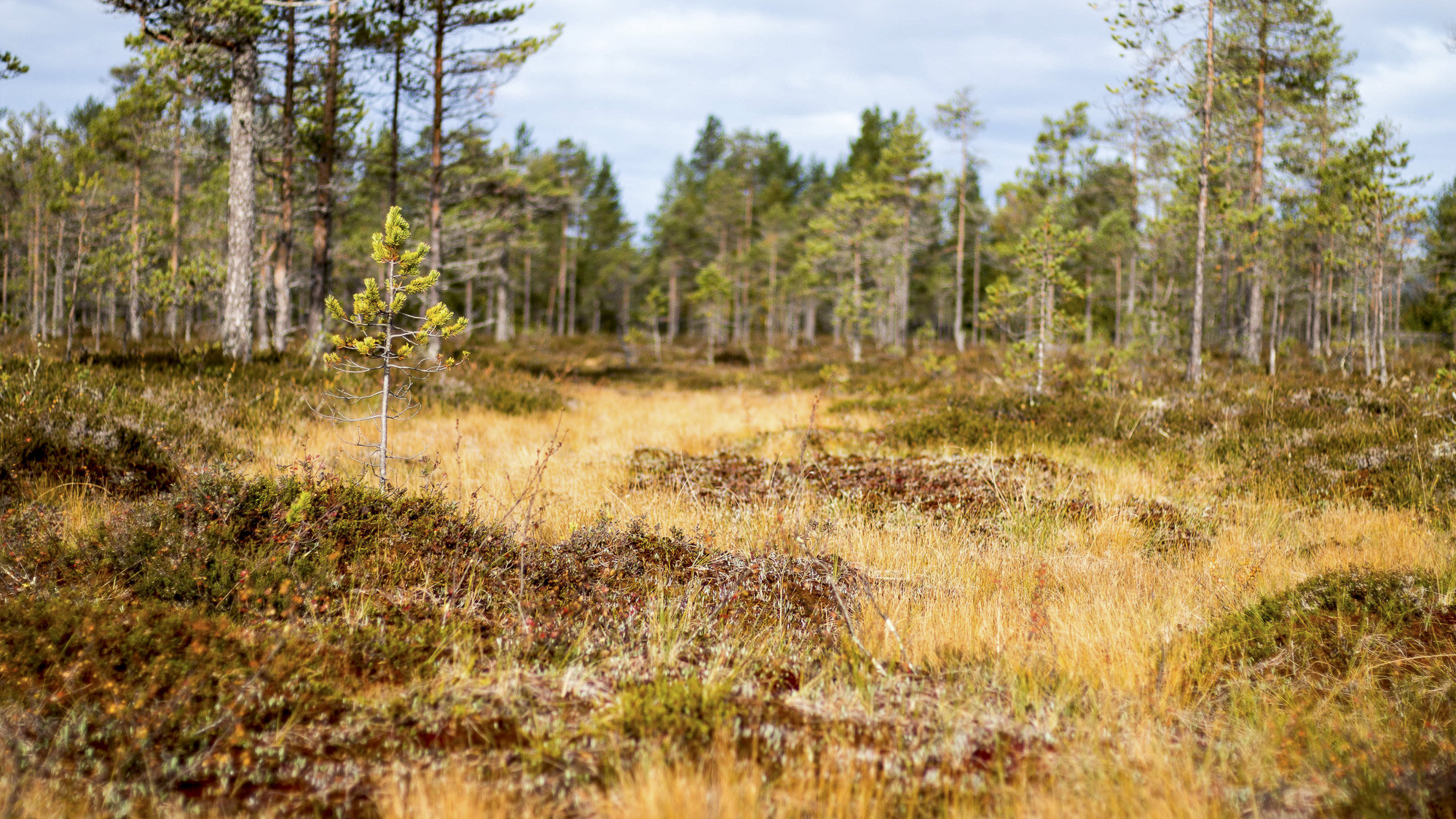 Värmyran