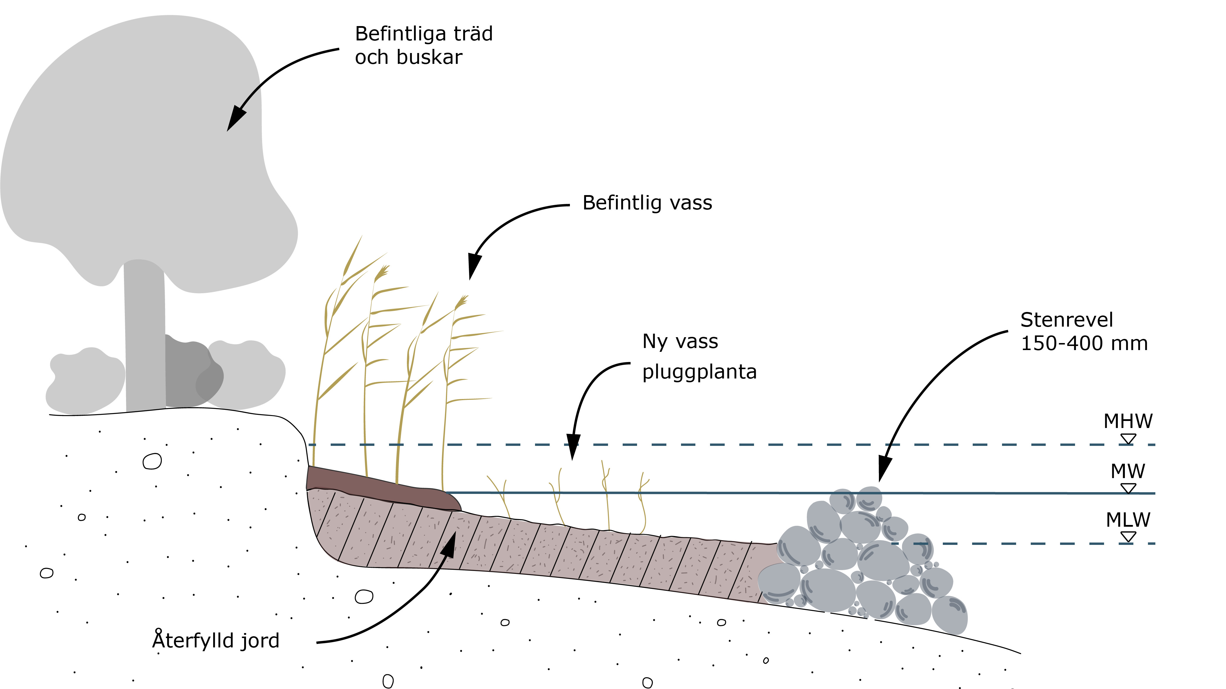 En illustration av ett naturbaserat erosionsskydd