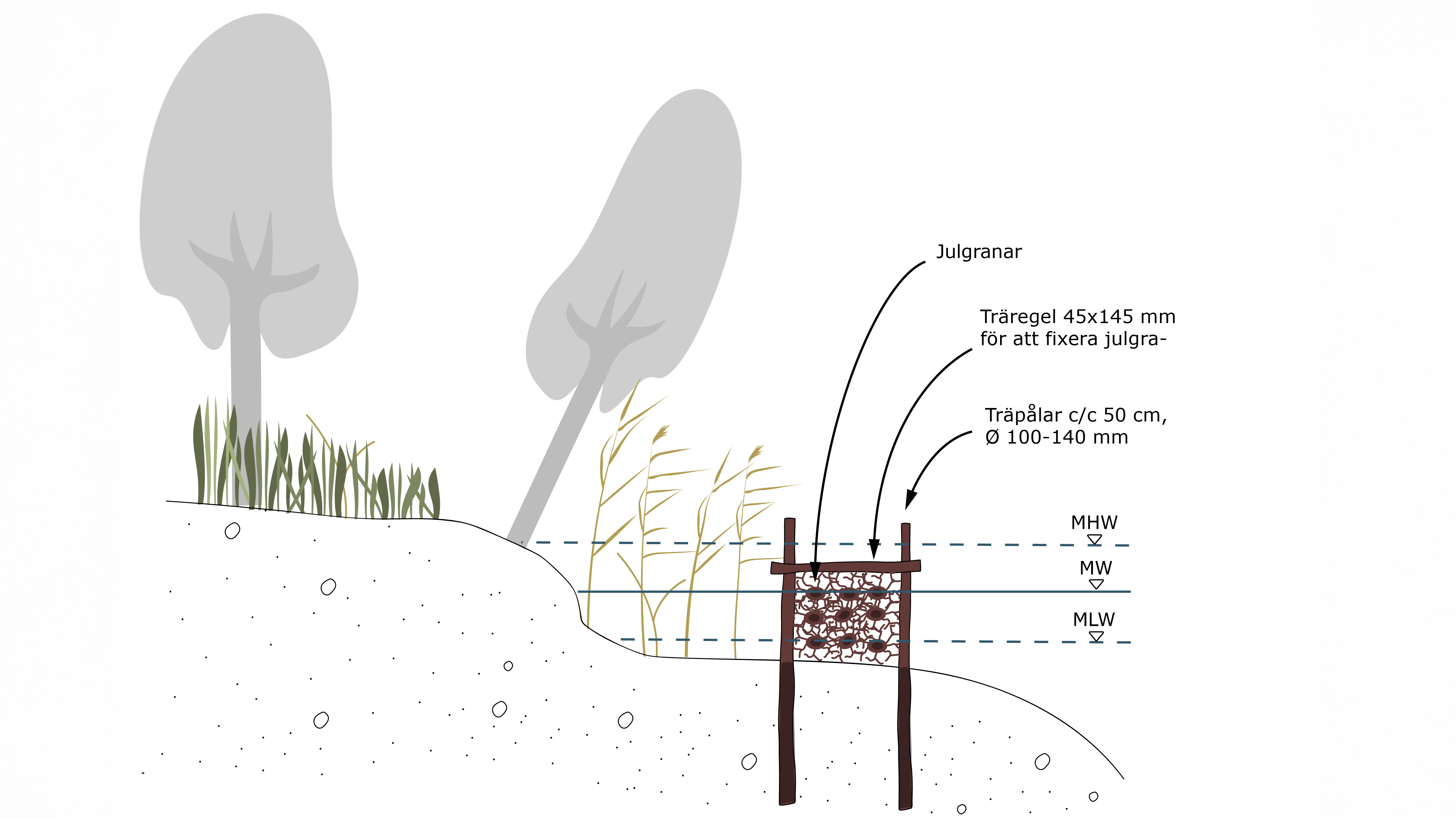 Illustration med träd och naturbaserat erosionsskydd.