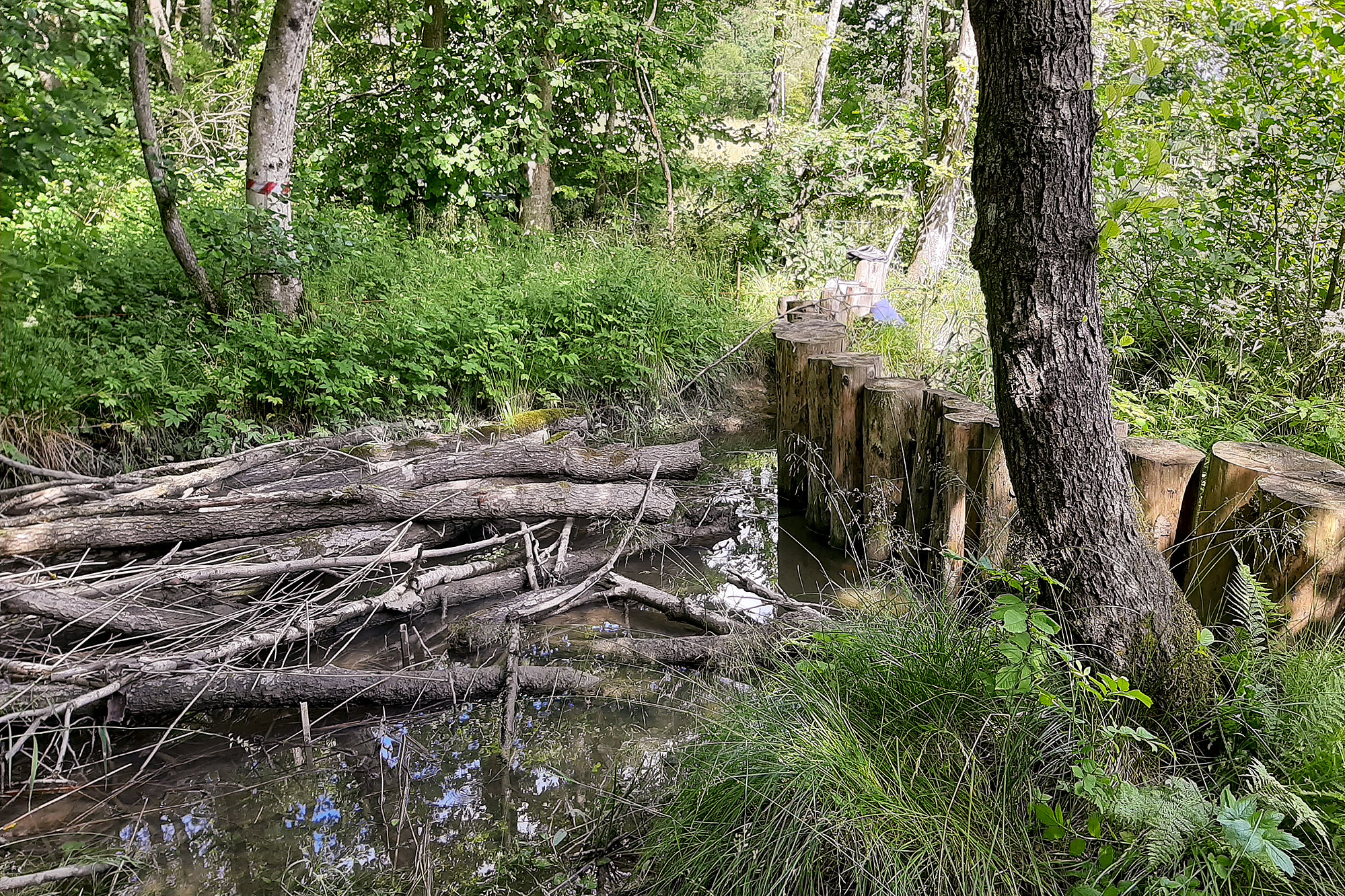 Ett omkullfallet träd som sitter på toppen av en flod bredvid en skog.