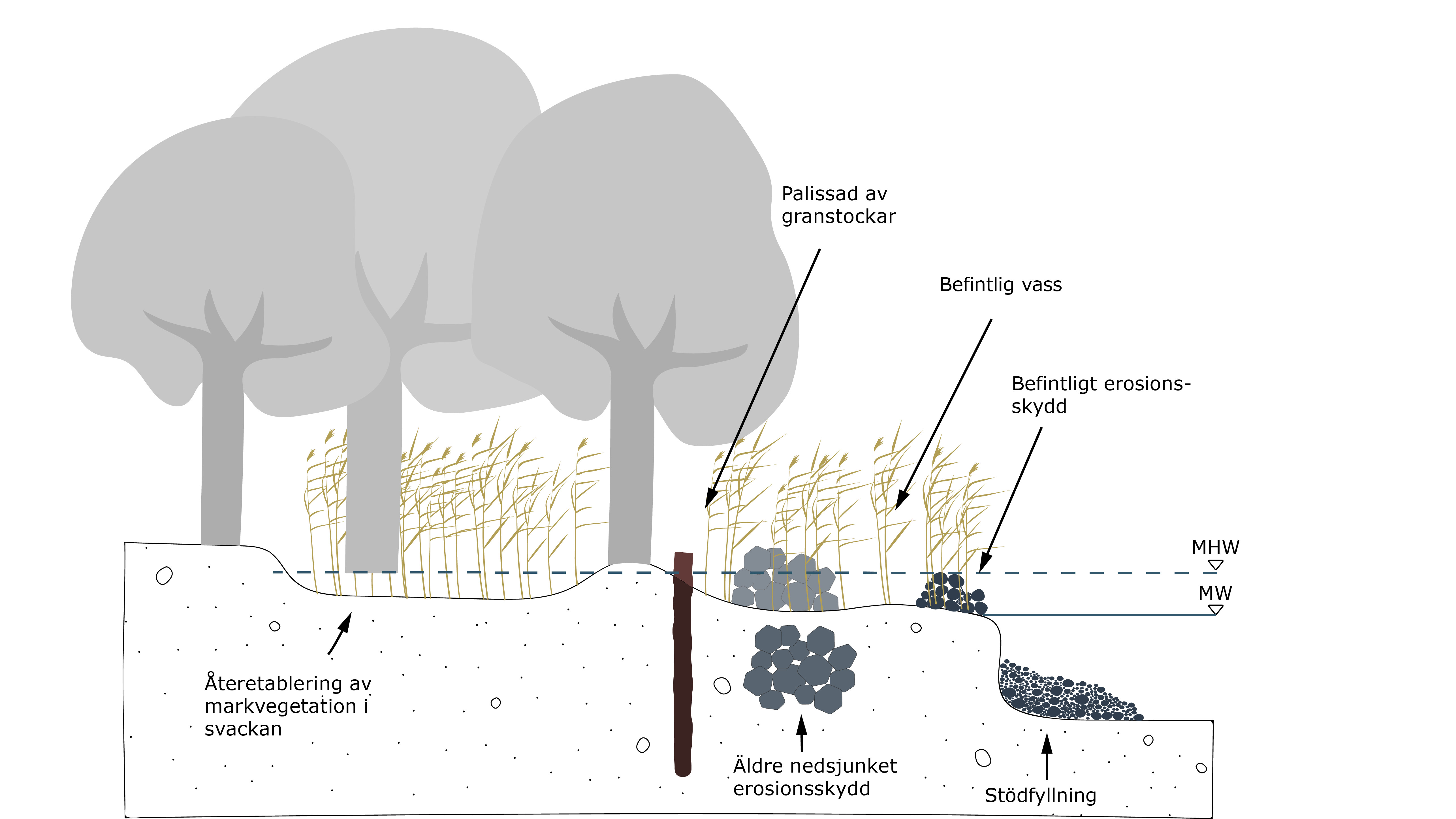 Ett diagram över en vattencykel med träd i bakgrunden.