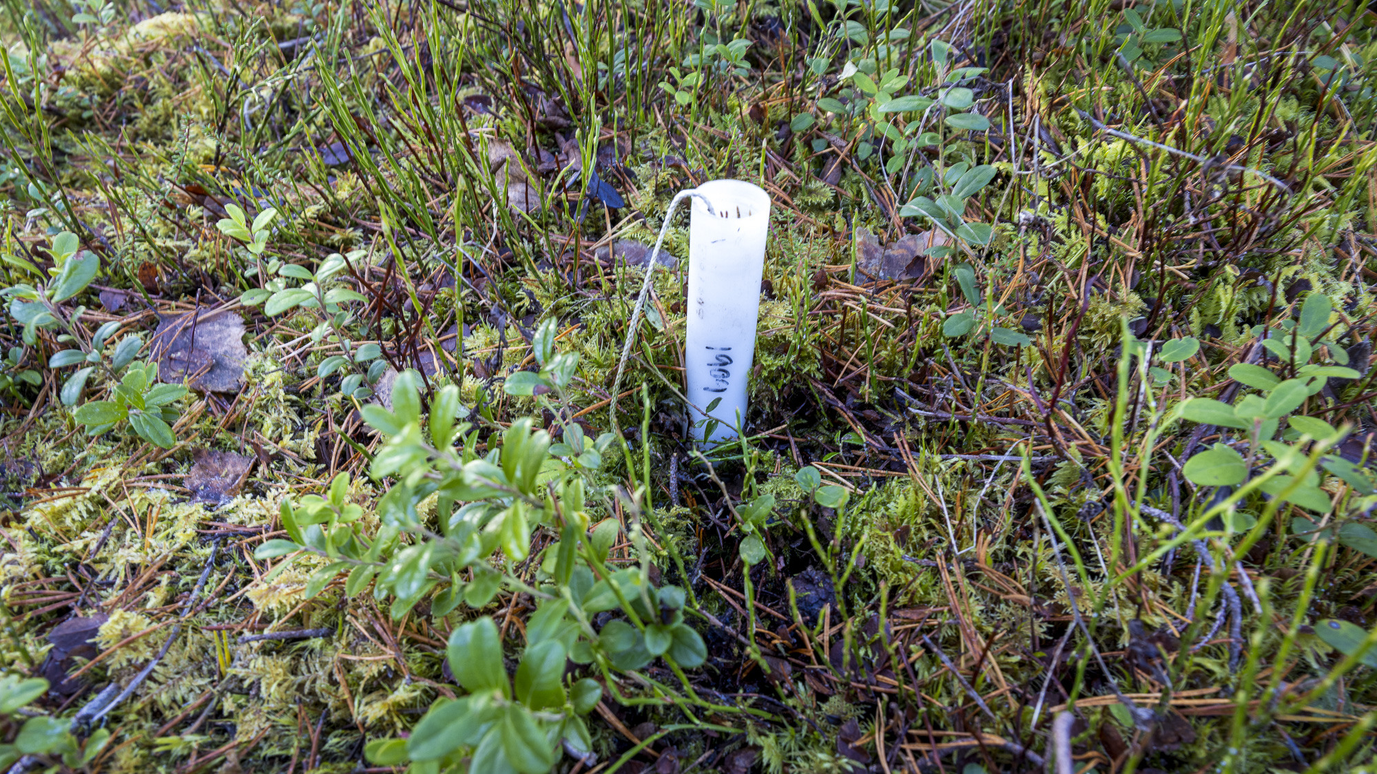 Rör i skogen