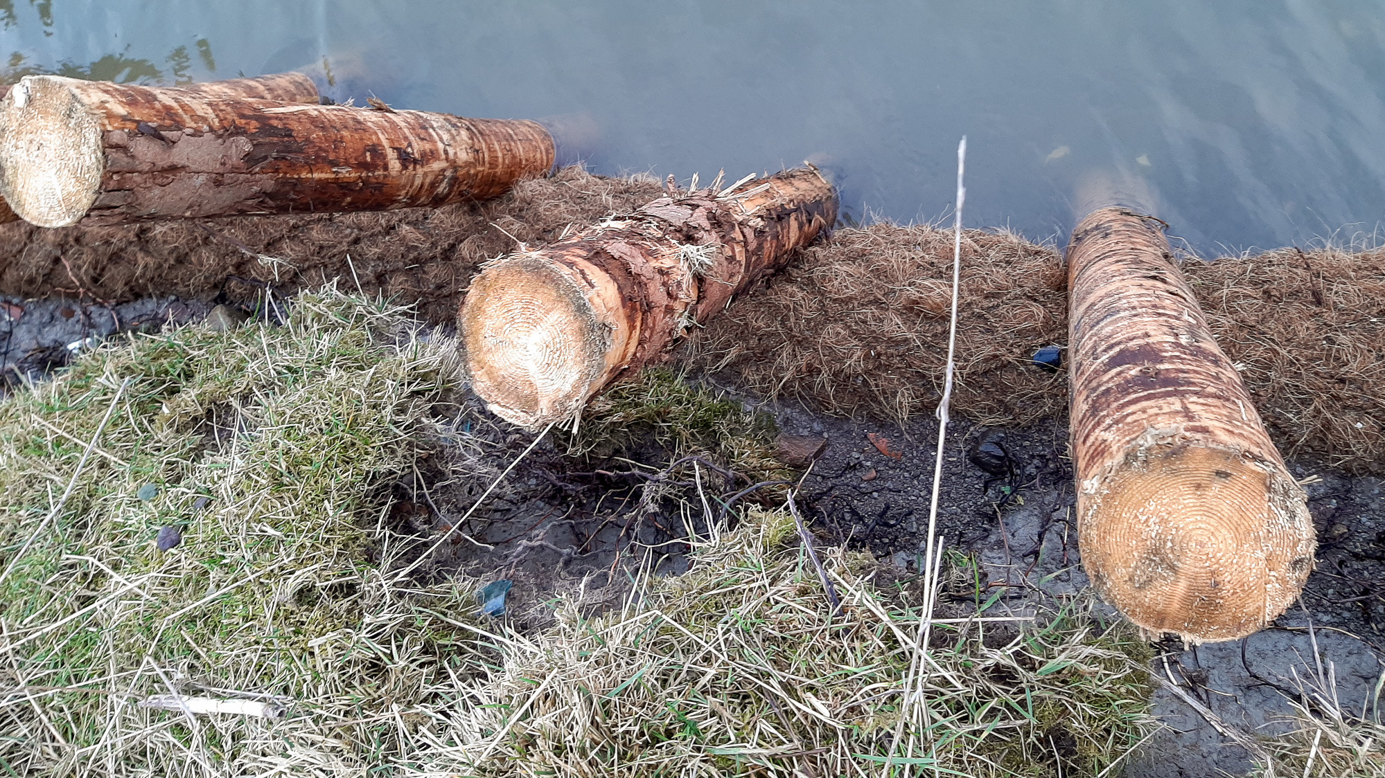 Några stockar som ligger i gräset.