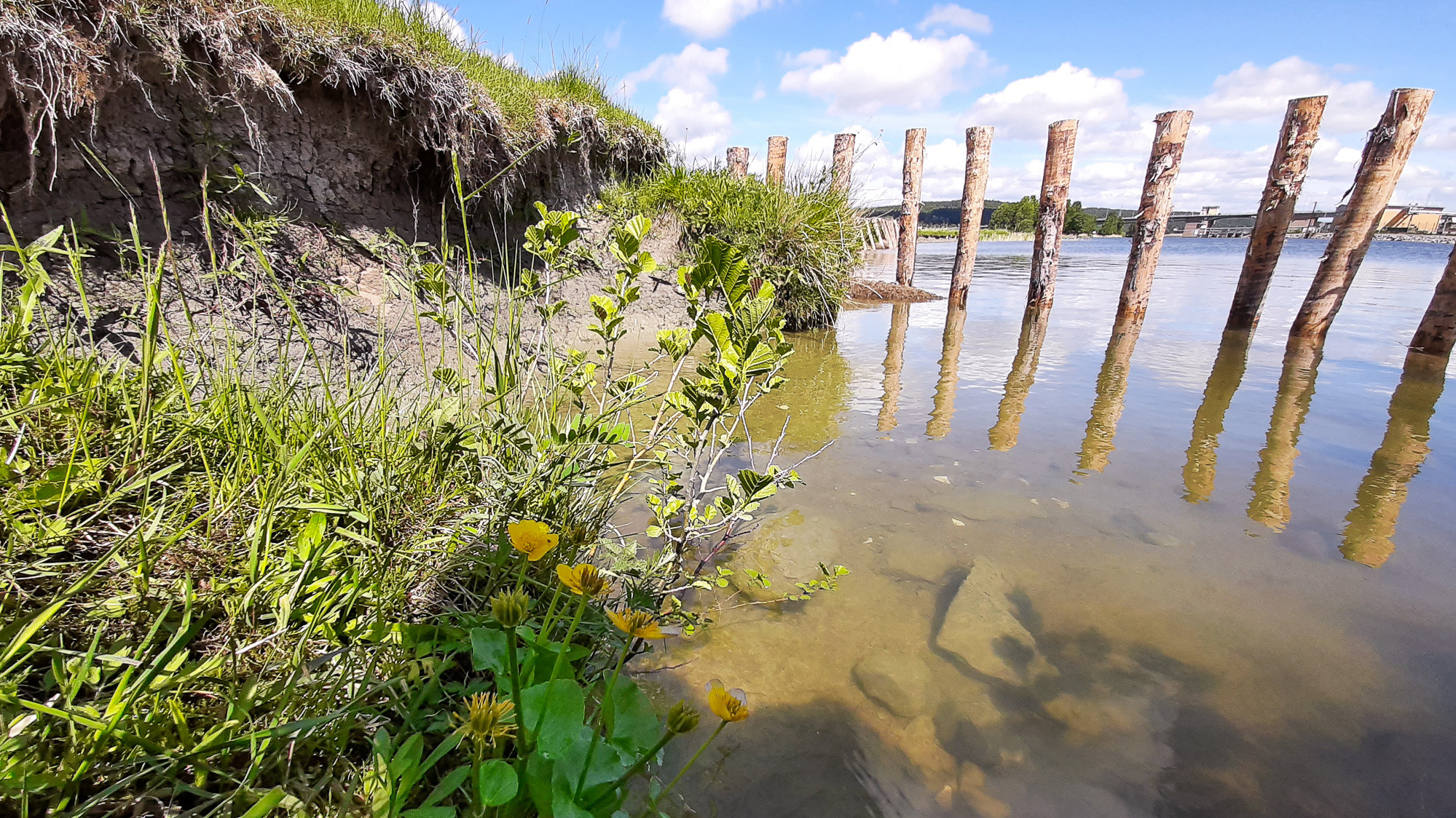 Ett vattendrag omgiven av gräs och ogräs.